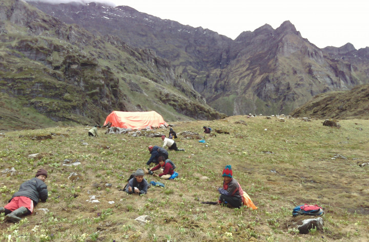 निर्वाचन सकेकाे भाेलिपल्टै यार्सागुम्बा टिप्न खर्कतिर